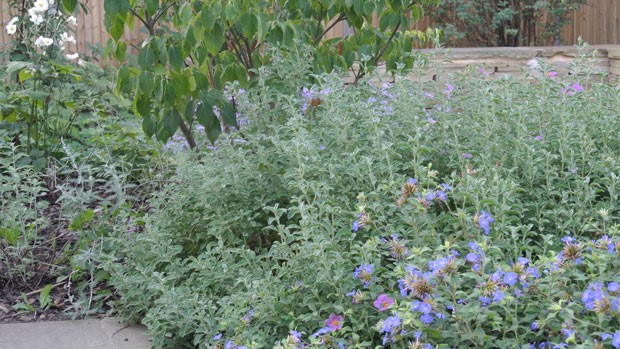 planting with york stone walling